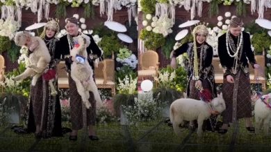 Bukan emas tetapi biri-biri Merino hantaran perkahwinan