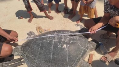 Penyu dibelah perut, telur dicuri