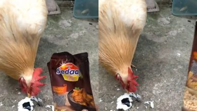 Ayam enggan makan nasi tanpa kicap