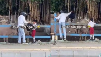 Beg sekolah tersangkut pada tanduk kerbau