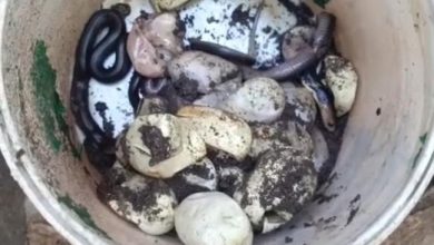 King Cobra eram 25 telur bawah rumah