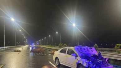 Kereta langgar 6 lembu berkeliaran di lebuh raya