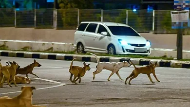 Kedah records first rabies death since 1998