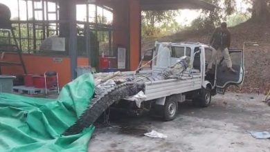 Buaya 500 kilogram ‘naik’ pikap