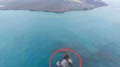 ‘Cucu Krakatau’ muncul di Selat Sunda