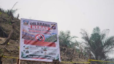 Polis siasat siapa tanam sawit di tanah bekas kebakaran hutan