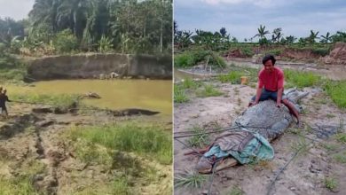 Penduduk ‘gotong royong’ tangkap buaya 7 meter