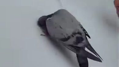 Burung sujud depan Kaabah