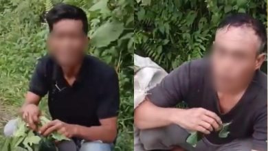 2 pencuri dihukum makan daun betik