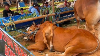 Lembu kaki 6 juara pertandingan