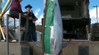 Pantang ‘kumpau’, pemancing naikkan ikan berat lebih 506 kilogram