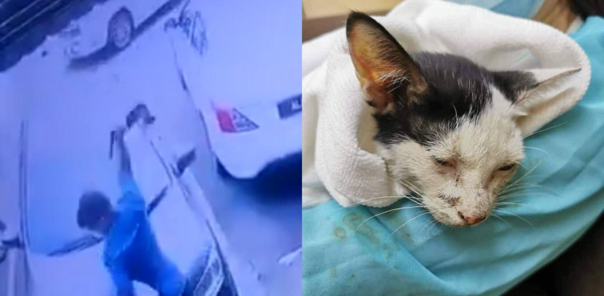 Netizen Kecam Tindakan Lelaki Ini Lempar Kucing Hanya Kerana 
