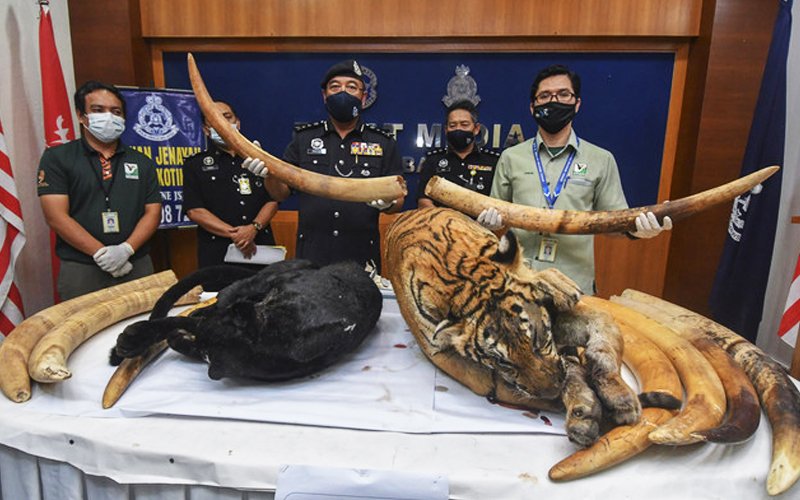 Kelantan cops seize tiger, black panther carcasses, 10 ...