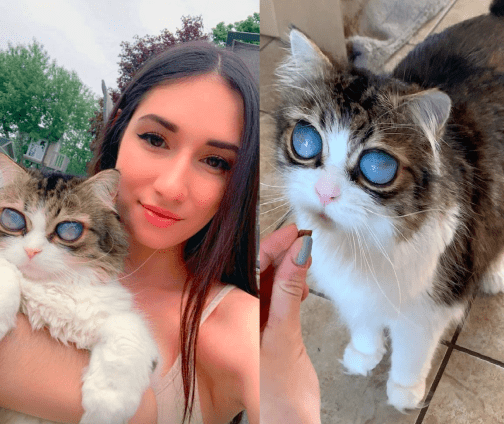VIDEO] Kucing Buta Kini Popular Di Internet dan Media Sosial 