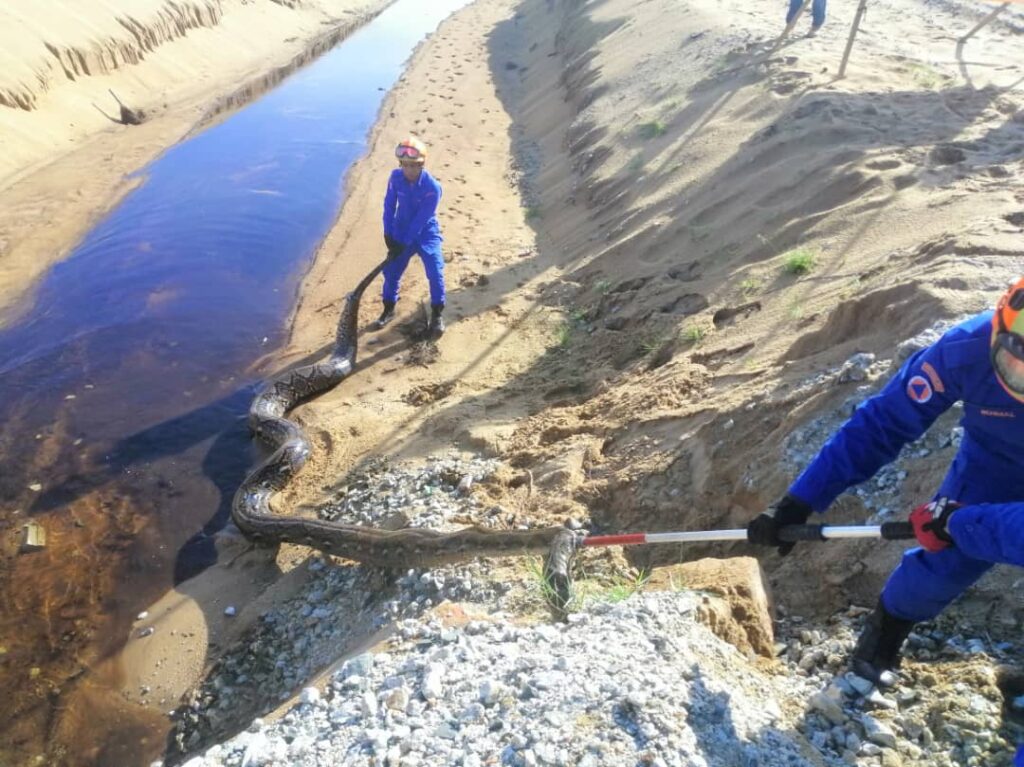 Ular sawa 150 kilogram ditangkap