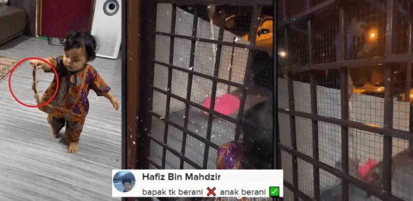 Bapak Punya Penakut & Anak Pegang ‘Biawak’ Macam Mainan [VIDEO]