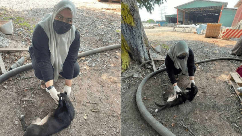 Gadis Melayu Berhati Mulia Selamatkan Anjing Yang Terperangkap Dalam Guni. [VIDEO]