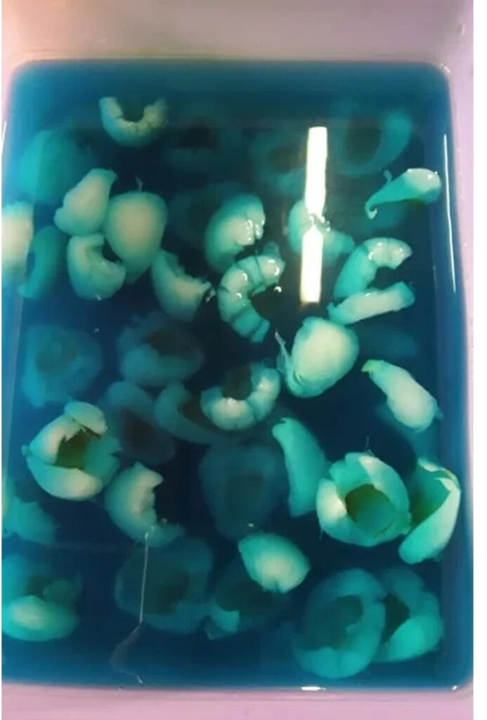 Resepi Puding Mabul Ocean Blue