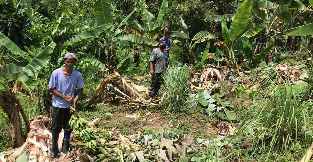 Pesakit Covid-19 lari, ditemukan menyorok dalam kebun rupanya