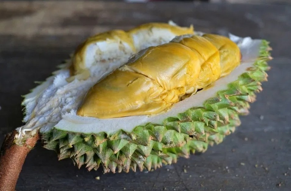 Kemunculan durian Tupai King