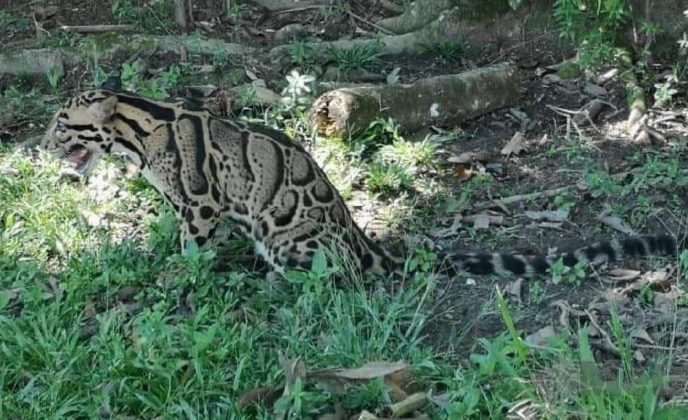 Harimau Akar Malaysia