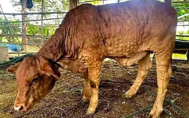 Malaysia gantung import lembu - wabak LSD