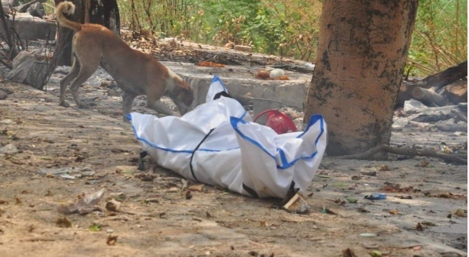 Mayat korban COVID-19 jadi hidangan anjing liar