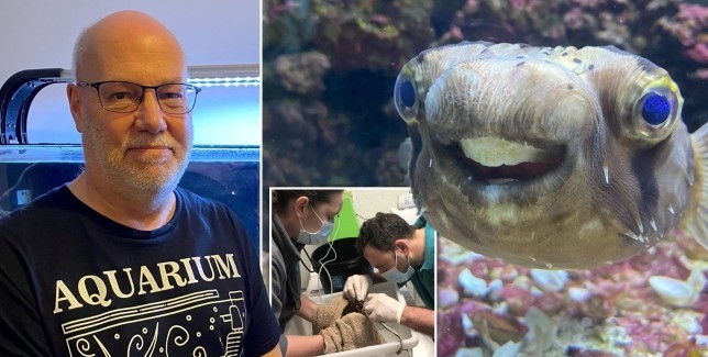 Sukar makan kerana gigi terlebih panjang, ikan buntal dibawa jumpa doktor gigi — MYKMU.NET