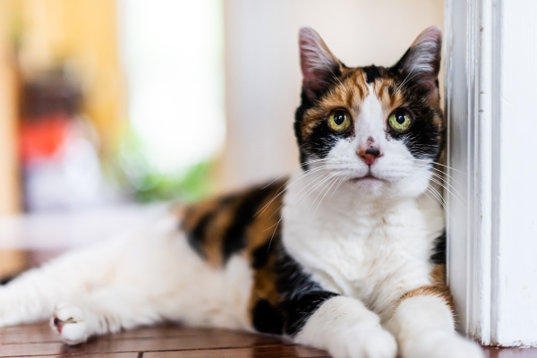 Memang ‘Rare’ Kalau Jumpa Kucing Jenis Calico Jantan! Tapi Apa Sebabnya? — MYKMU.NET