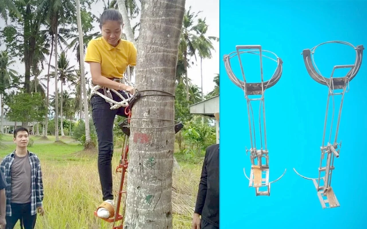 Thailand cipta mesin bantu petani panjat, petik pokok kelapa —