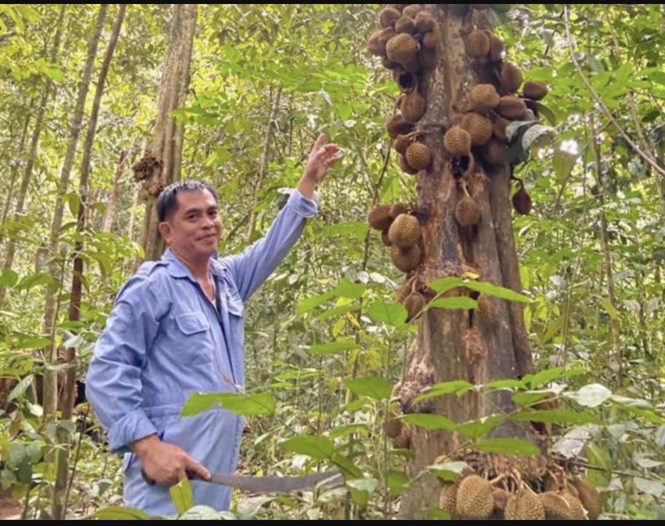 Durian Kura-Kura unik berbuah di batang, pangkal - MYKMU.NET