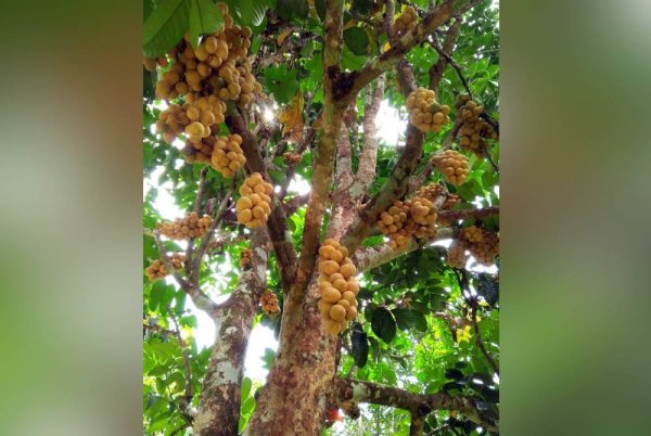 Lelaki ditemui maut tersangkut celah pokok dokong