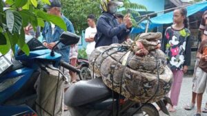 Ular sawa gergasi 8 meter kena lipat, gulung