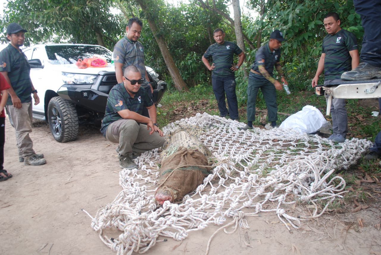 Seekor lagi buaya masuk perangkap di Sungai Malim