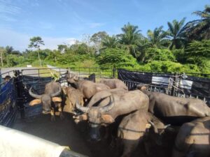 12 ekor kerbau kena ‘lelong’ di Masjid Tanah