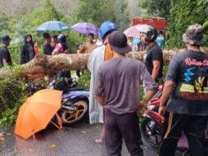 Pengawal keselamatan maut dihempap pokok tumbang