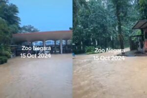 [VIDEO] Zoo Negara banjir lagi, kasihan haiwan