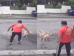 [VIDEO] Menari ke atau halau anjing?