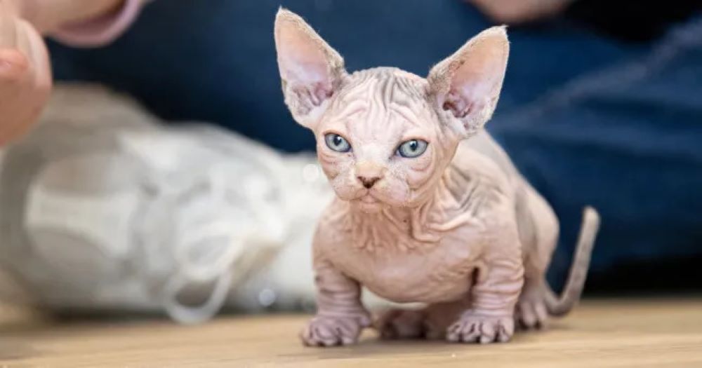 Orang ramai diminta tidak bela kucing bully
