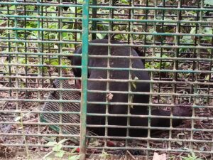 Beruang matahari ‘pembunuh’ cedera di muka, mulut, kaki