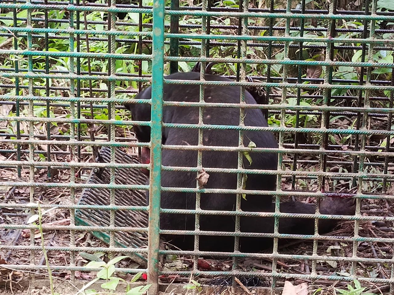 Beruang matahari ‘pembunuh’ cedera di muka, mulut, kaki