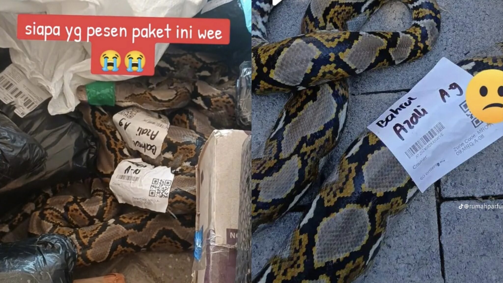 Nasib bukan gajah, rider cemas kena hantar ular sawa hidup