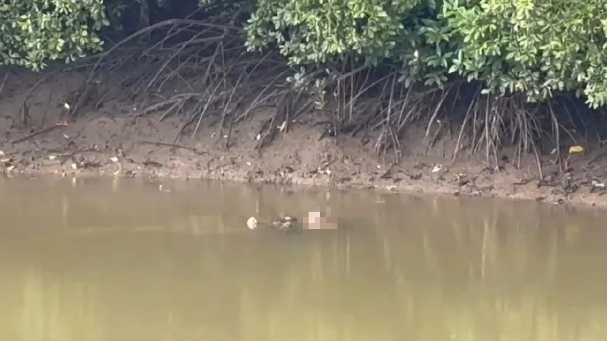 Jasad pekerja ladang masih dalam mulut buaya