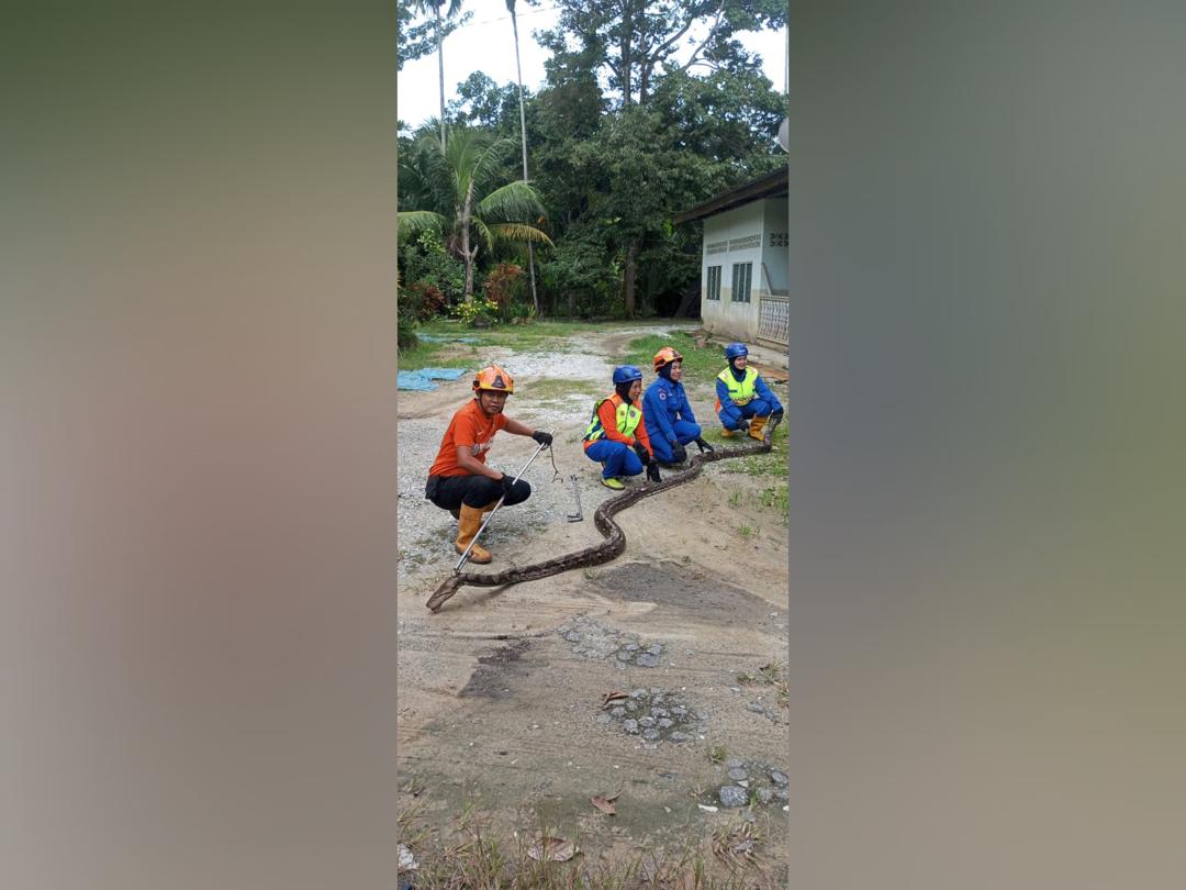 Ular sawa batik baham biawak tersepit pagar - MYKMU.NET