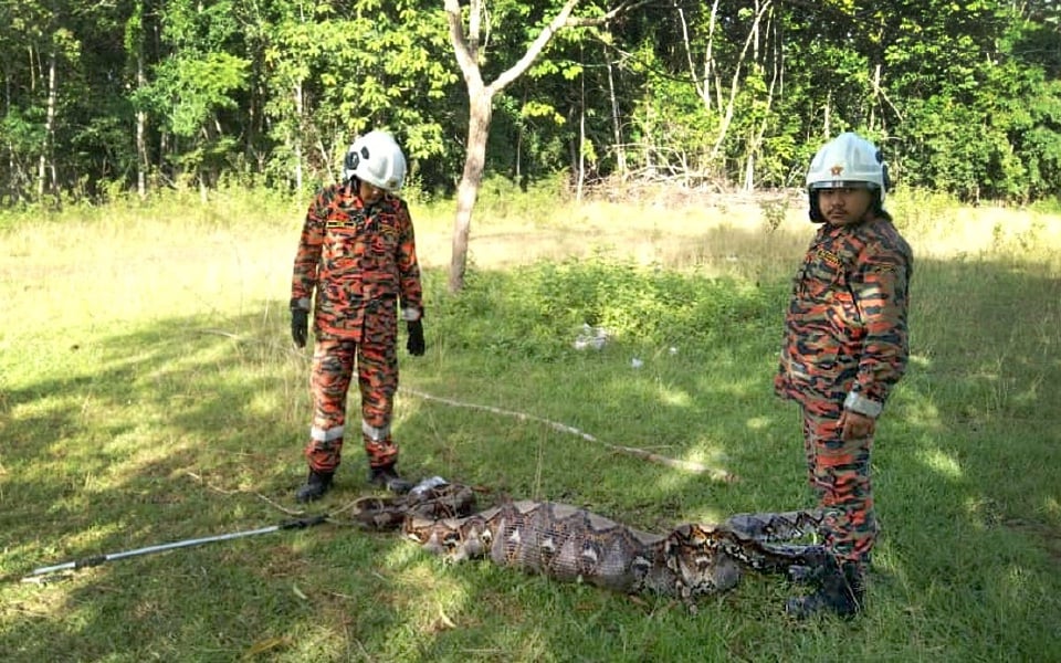 Bomba tangkap ular sawa 240kg kekenyangan baham 3 kambing