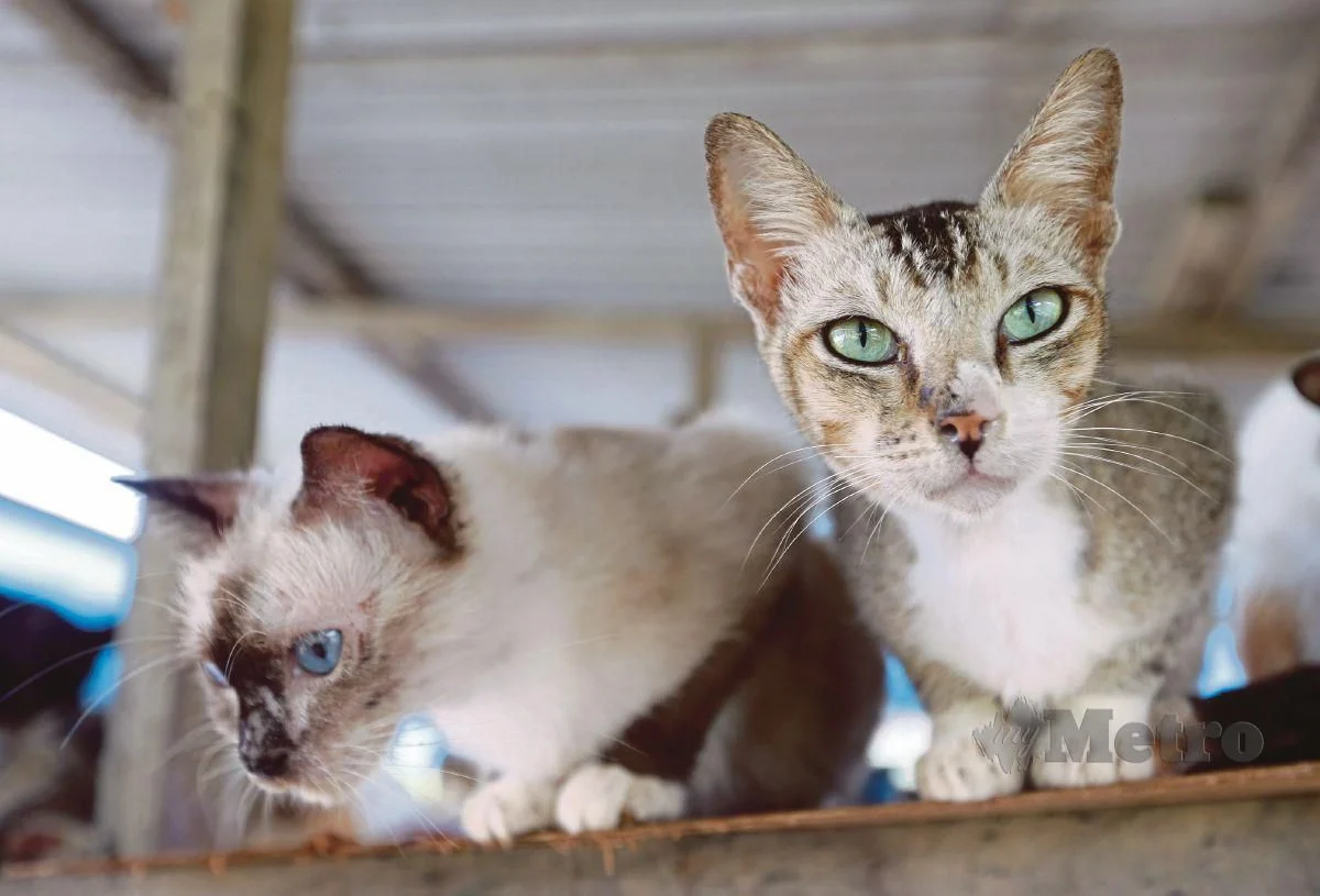 Dimarahi hakim kerana fail kes remeh suami lebihkan kucing