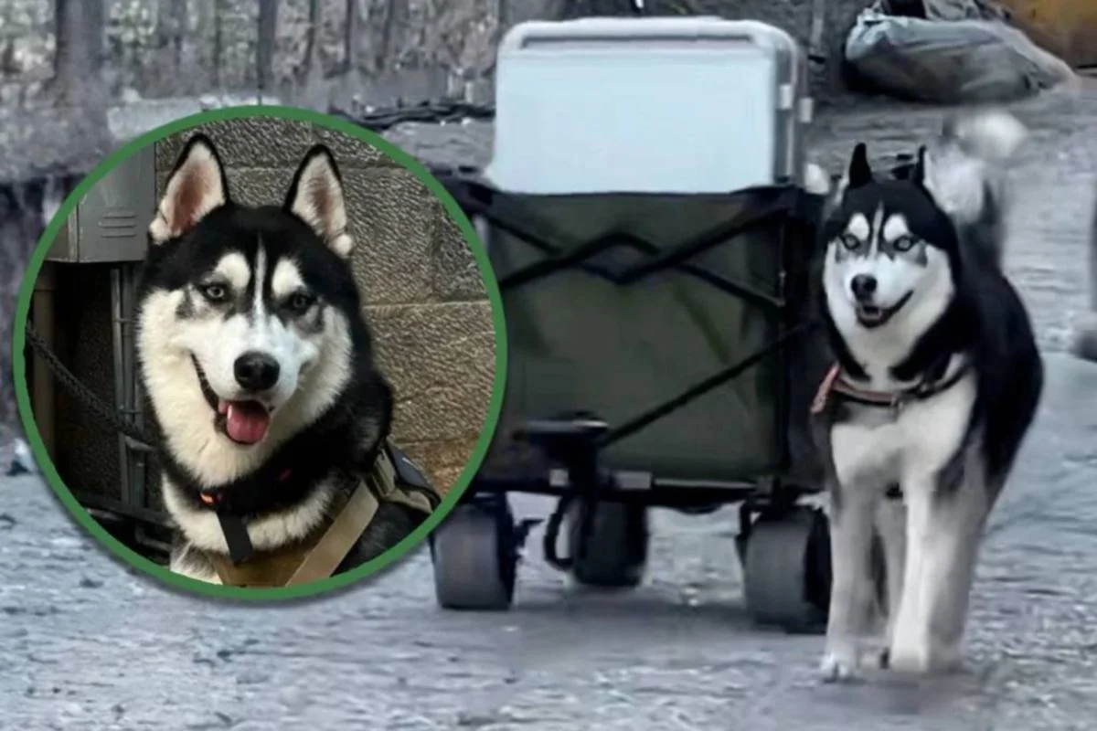 Si Husky bantu angkat bagasi