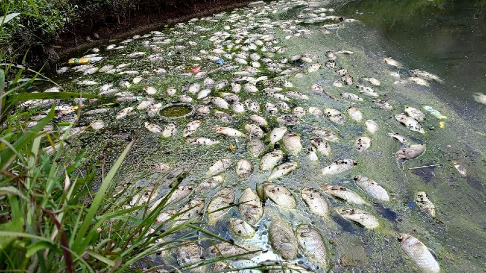 Ratusan tilapia mati dalam kolam takungan