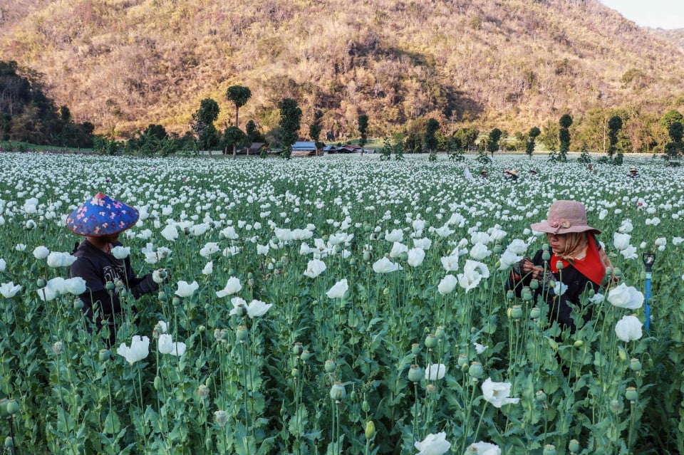 Myanmar kini pusat pengeluaran candu terbesar dunia