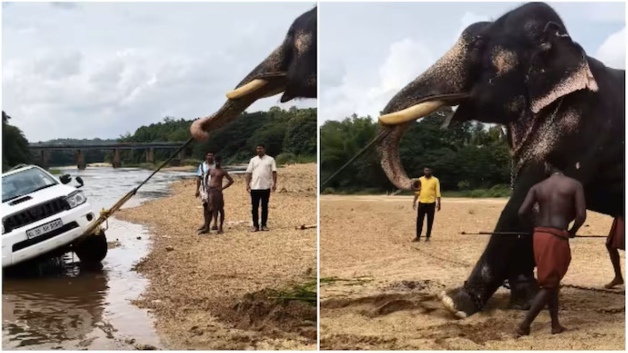 Gajah ‘kecil’ tarik SUV keluar dari dasar sungai